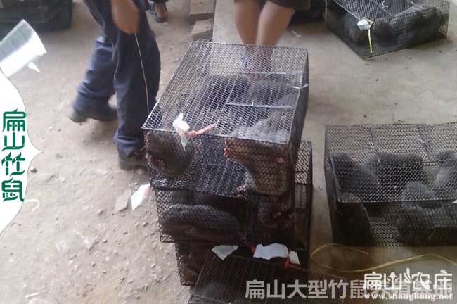 三江竹鼠繁殖基地