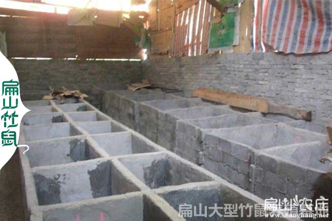 南通竹鼠養(yǎng)殖基地