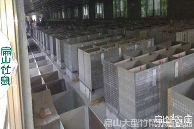 桐廬竹鼠種苗批發(fā)