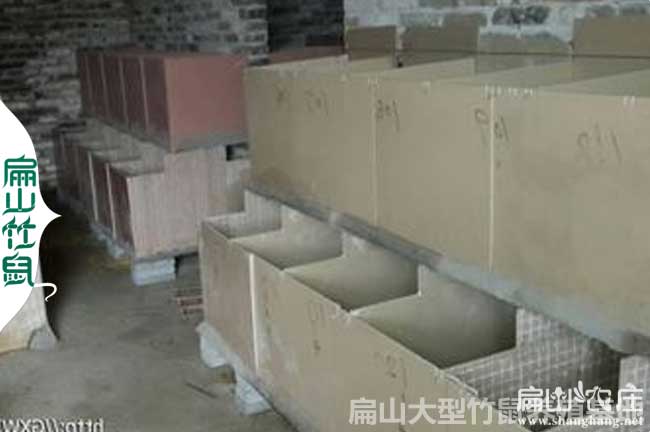 邕寧竹鼠養(yǎng)殖基地