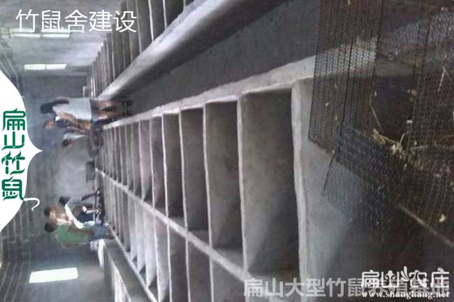 柳州三江、融水竹鼠養(yǎng)殖合作社
