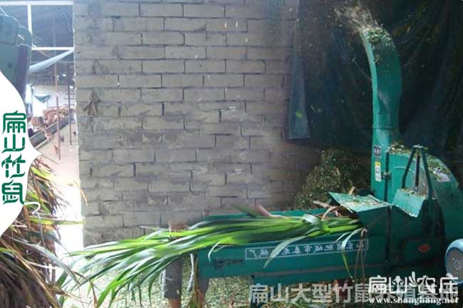 隆安竹鼠養(yǎng)殖加盟合作