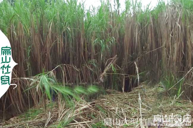 南平像草種植基地