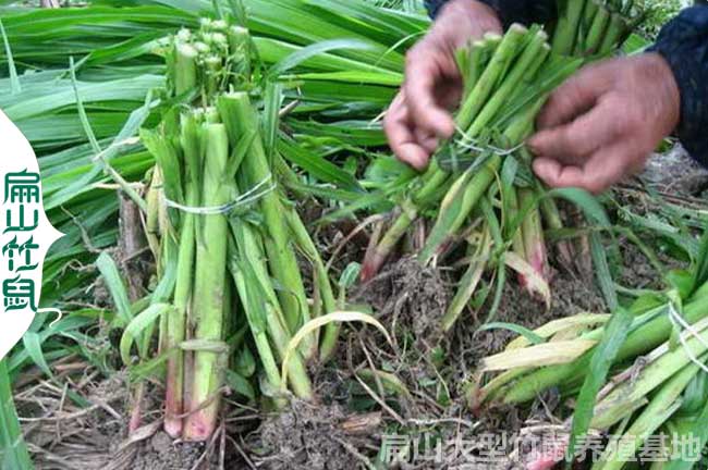 元謀竹鼠養(yǎng)殖