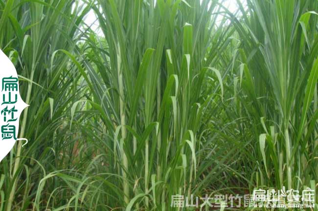 賀州皇竹草種子
