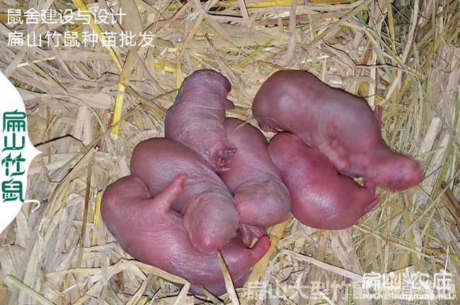 阿壩大中的竹鼠種苗批發(fā)