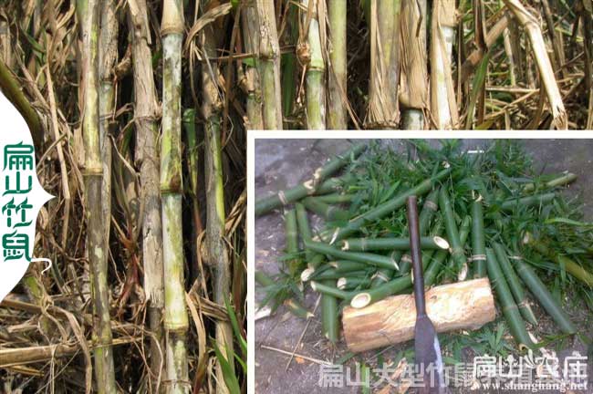 竹鼠養(yǎng)殖補貼申請流程