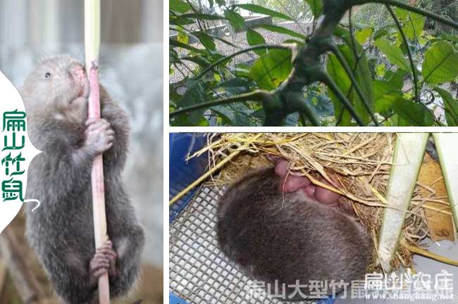 張家界竹鼠養(yǎng)殖合作社