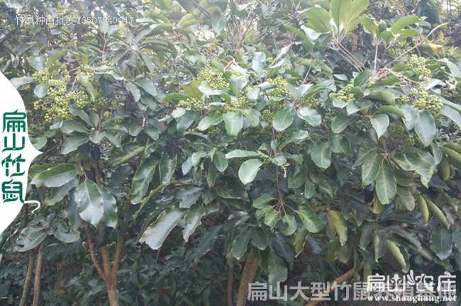 銀星c紅頰竹鼠苗的鴨腳木