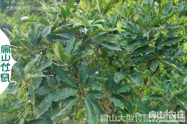 馬山竹鼠種苗批發(fā)