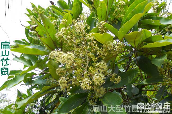 陜西大中鴨腳木種植基地
