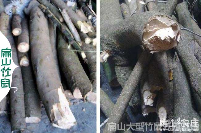 銀星c紅頰竹鼠鴨腳木種植