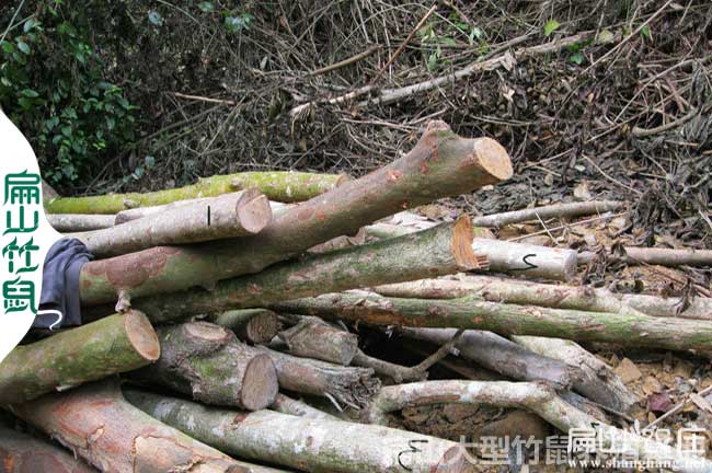 桂林鴨腳木種植