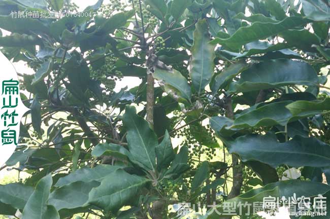竹鼠吃了鴨架木少生病 竹鼠吃了鴨架木少生病