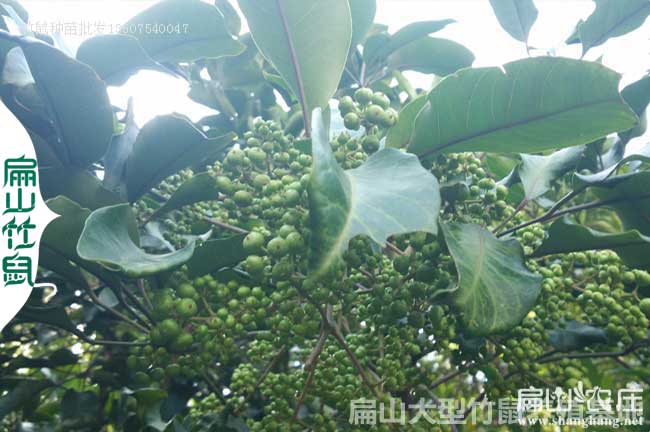 長沙鴨架木種植