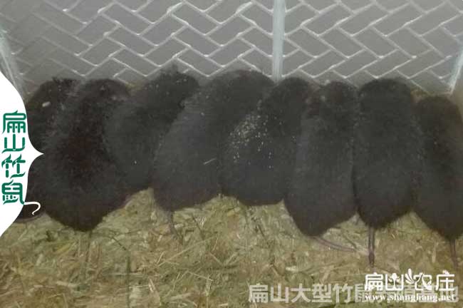 花兔竹鼠常見(jiàn)疾病防治 花兔竹鼠常見(jiàn)疾病防治