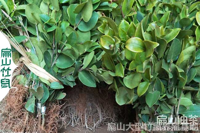 咸安油茶苗批發(fā)