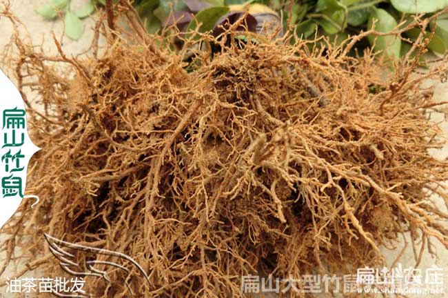 新廣西高產(chǎn)油茶苗
