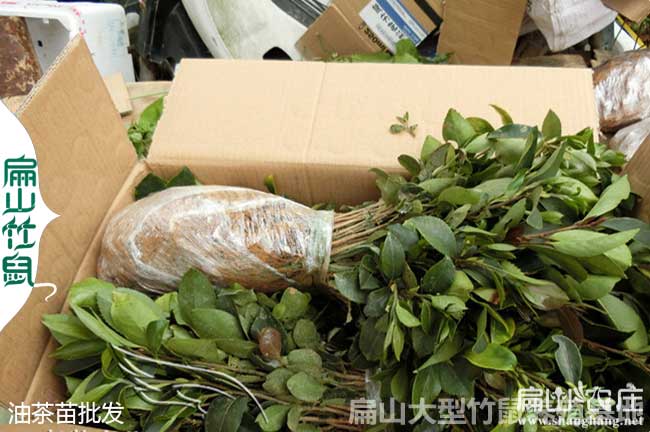 岑溪軟枝油茶苗樹苗批發(fā)