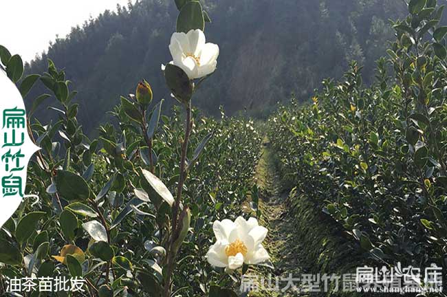 東莞油茶基地