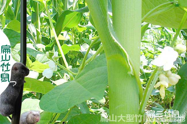 竹鼠吃玉米稈