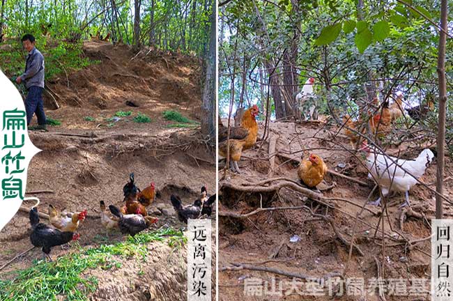 河北大中散養(yǎng)柴公雞基地