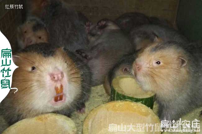 桂林竹鼠價格