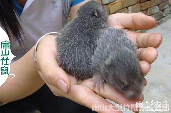 安陽竹鼠養(yǎng)殖