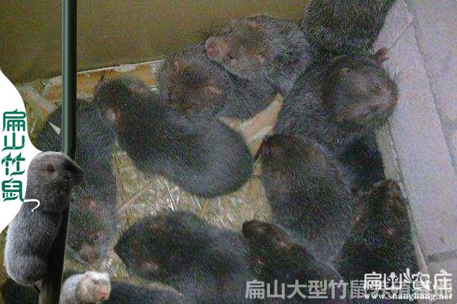 桂林花兔竹鼠種苗價格