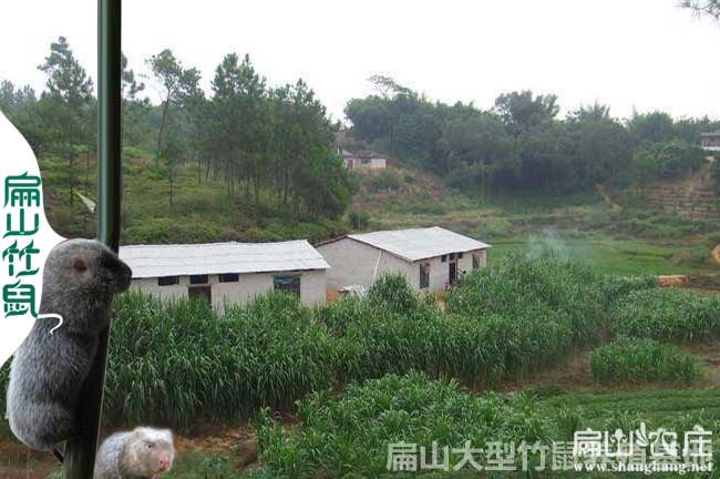 廣西竹鼠養(yǎng)殖基地