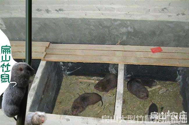竹鼠養(yǎng)殖成本