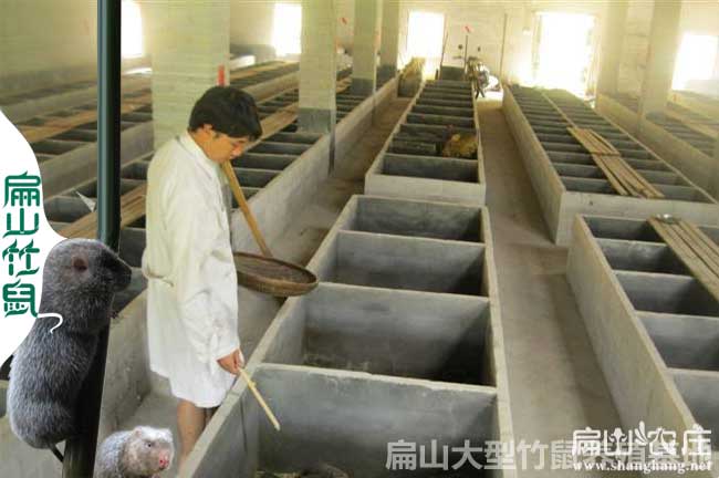 農(nóng)村有哪些中草藥可以吃的竹鼠