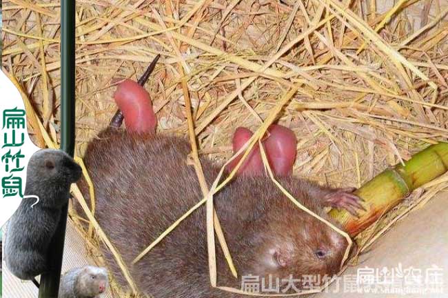 普安竹鼠養(yǎng)殖
