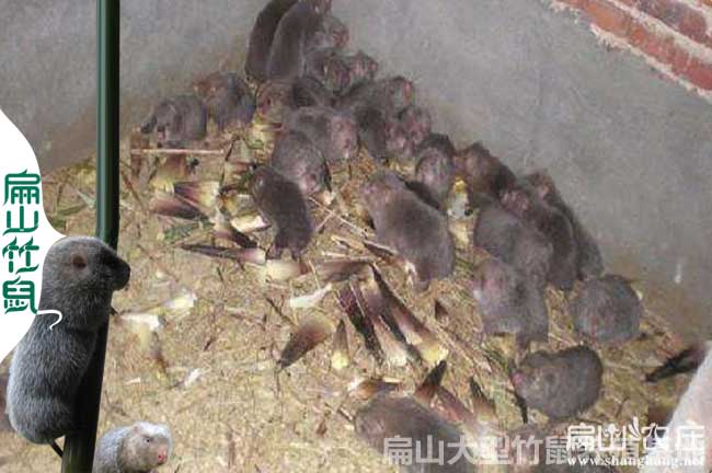 長沙大中的竹鼠養(yǎng)殖基地