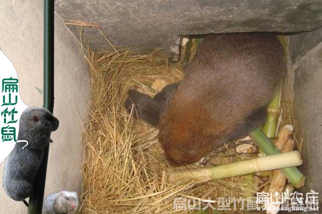 桂林竹鼠種苗批發(fā)