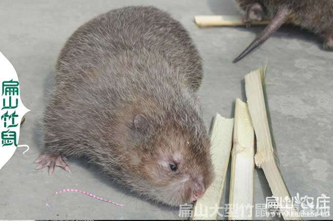 竹鼠中藥大全