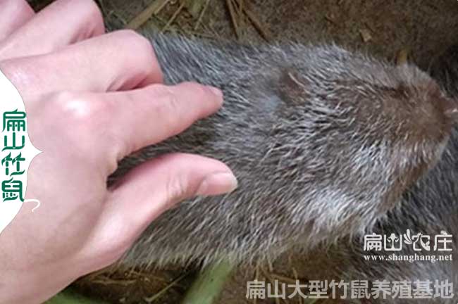 鎮(zhèn)遠(yuǎn)竹鼠養(yǎng)殖