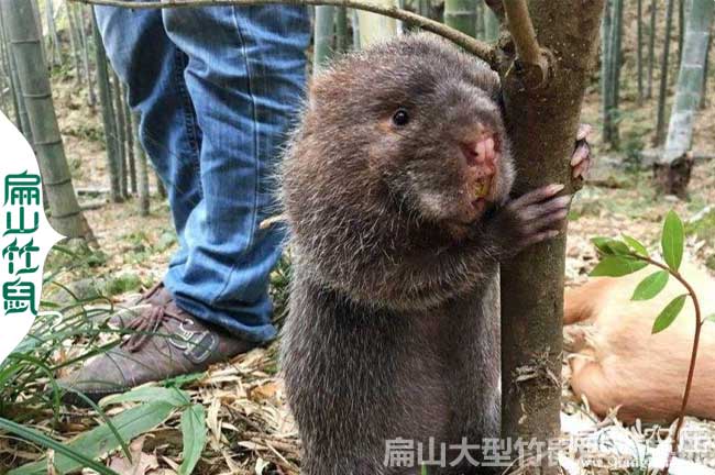 竹鼠大便中藥