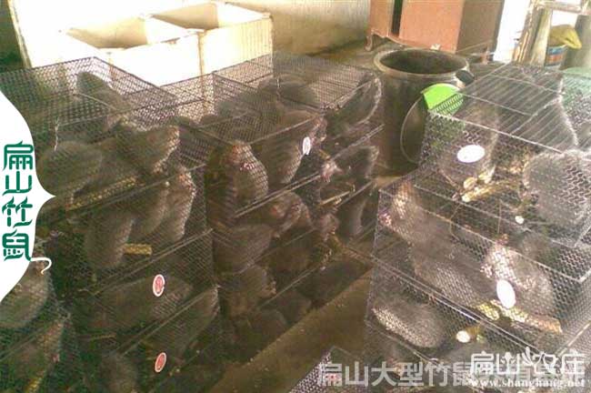 桂林竹鼠養(yǎng)殖發(fā)貨運(yùn)輸