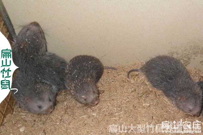 賀州竹鼠養(yǎng)殖基地