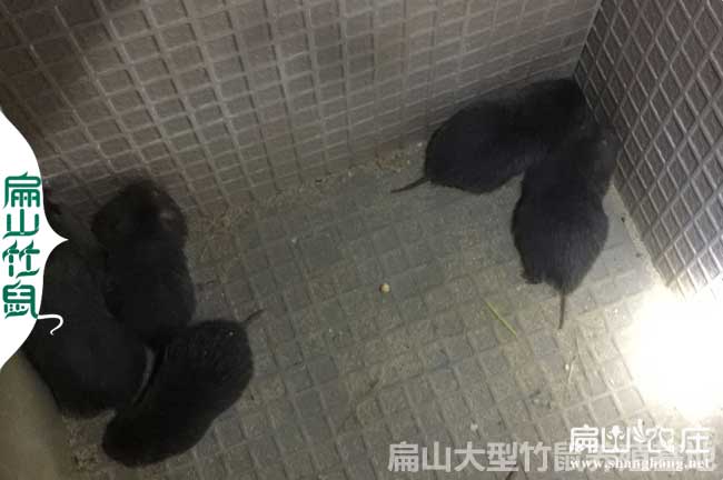 清水竹鼠養(yǎng)殖基地