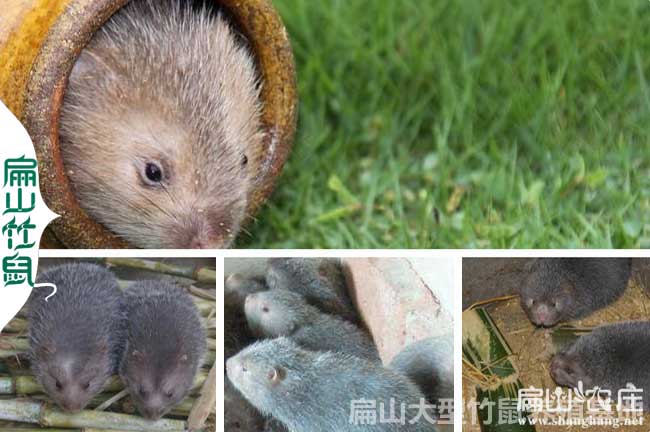 福建竹鼠繁殖基地 福建竹鼠繁殖基地