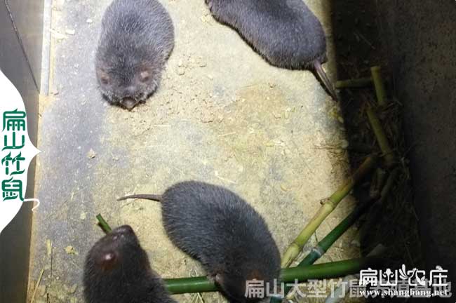 竹鼠生病問(wèn)題處理 竹鼠生病問(wèn)題處理