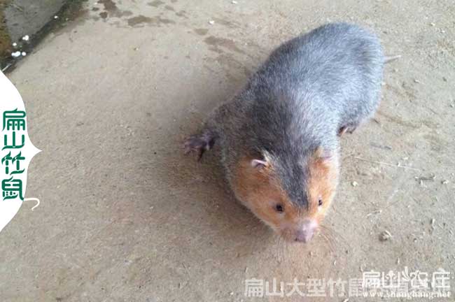 竹鼠銷量
