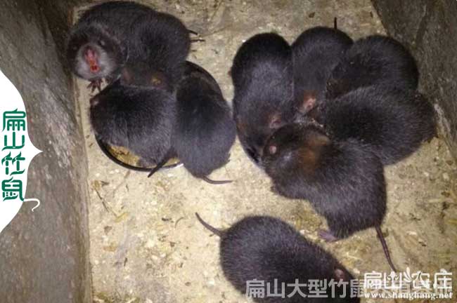 玉林附近竹鼠養(yǎng)殖場(chǎng) 廣西玉林竹鼠苗商品鼠收購價(jià)格380元/對(duì)