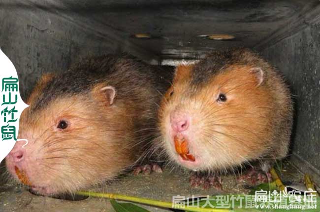 梧州紅頰竹鼠養(yǎng)殖基地 2024廣西種苗多少錢一只(一對1公2母)