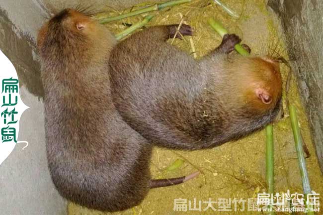 貴州竹鼠種苗批發(fā)價格