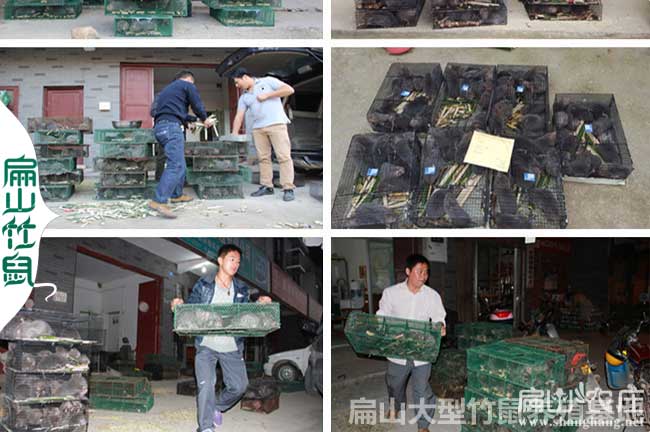 解決竹鼠運輸回來后應激反應問題