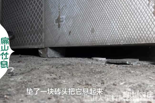 竹鼠養(yǎng)殖政府補貼