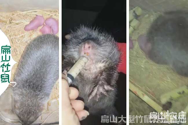 全州竹鼠種苗批發(fā)